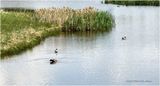 IMG_0335-Airdrie.jpg
