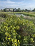 IMG_0523-Airdrie.jpg