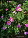 IMG_0580-Wild Rose.jpg