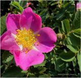 IMG_0588-Wild Rose.jpg