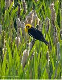 IMG_0757-Yellow-Headed Black Bird.jpg
