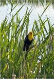 IMG_0766-Yellow-Headed Black Bird.jpg