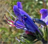 IMG_1023.jpg