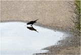 IMG_0902-Bird..jpg