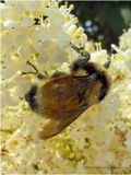 IMG_1186-Bumble Bee.jpg