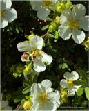 IMG_1291-Potentilla.jpg