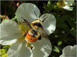 IMG_1307-Bumble Bee.jpg