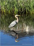 IMG_1325-2-Great Blue Heron.jpg