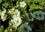 IMG_1288-Potentilla.jpg