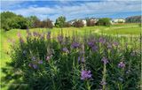 IMG_1395-Fireweed.jpg