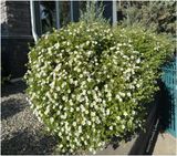 IMG_1415-Potentilla.jpg