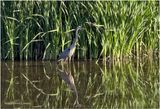 IMG_1432-Grat Blue Heron.jpg