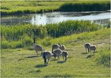 IMG_1479-Canada Geese.jpg