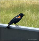 IMG_1536-Red-Winged Black Bird.jpg