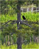 IMG_1577-Red-Winged Black Bird.jpg