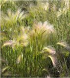 IMG_1753-Wild Oats.jpg