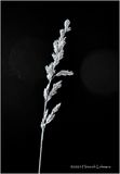 IMG_1897-Grass.jpg