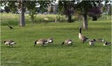 IMG_1802-Canada Geese.jpg