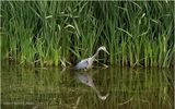 IMG_1809-Great Blue Heron.jpg
