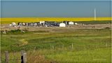IMG_2124-Airdrie.jpg