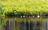 IMG_2161-Canada Geese.jpg