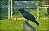 IMG_2150-American Raven.jpg