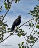 IMG_2752-American Crow.jpg