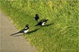 IMG_2894-Black-billed Magpie.jpg