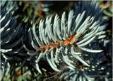 IMG_2961-Blue Spruce.jpg