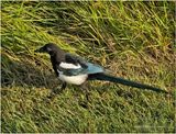 IMG_3187-Black-billed Magpie.jpg