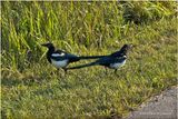 IMG_3183-Black-billed Magpie.jpg