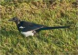 IMG_3197-Black- billed Magpie.jpg