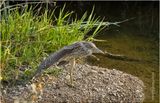 IMG_3823-Black crowned Night heron-juvenile.jpg