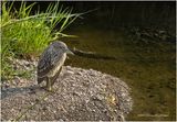 IMG_3815-Black Crowned Night Heron-juvenile.jpg