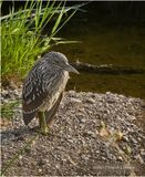 IMG_3806-Black-Crowned Night Heron-juvenile.jpg