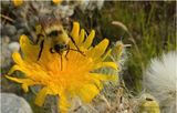 IMG_4043-Bimble Bee.jpg