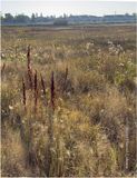 IMG_4096-Airdrie.jpg