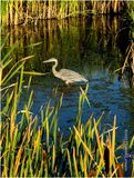 IMG_4081-Great Blue Heron.jpg