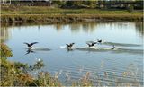 IMG_4238-Canada Geese.jpg