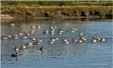IMG_4273-Canada Geese.jpg