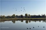 IMG_4196-Canada Geese.jpg