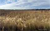IMG_4613-Airdrie.jpg