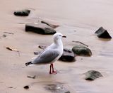 Lone Seagull