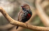 .Painted Finch