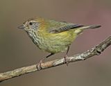 Yellow Rump Thornbird<br><h4>*Credit*</h4>