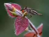 144] Hairy Bug on a Hairy Plant