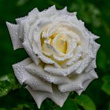 154] Dewy Rose