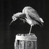 Itchy Heron<br><h4>*Credit*</h4>