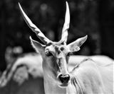 Twisted Horns
