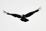 Raven Flyover